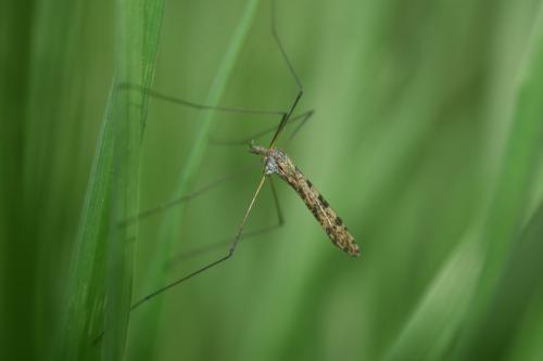 Limnophila schranki
